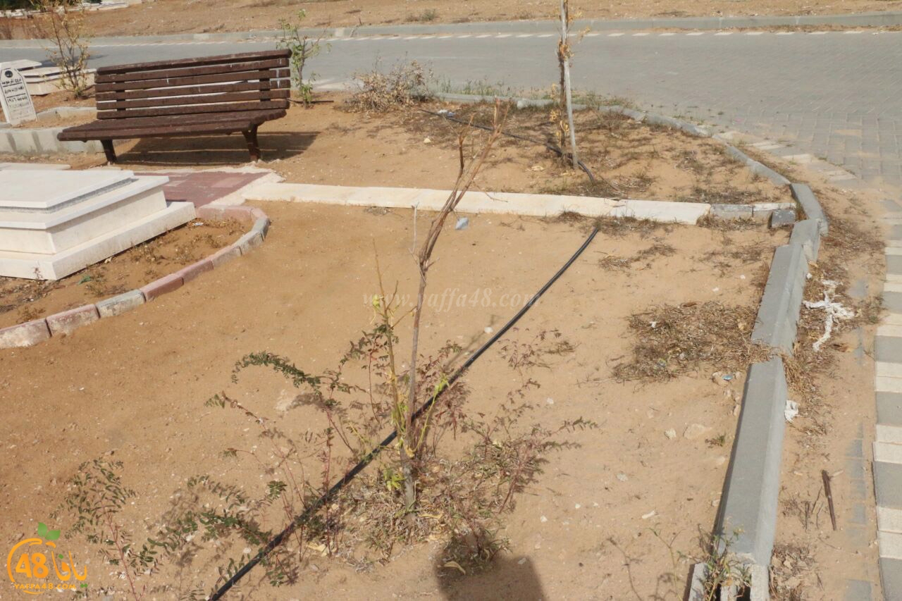 trees on tasoo (8).jpg